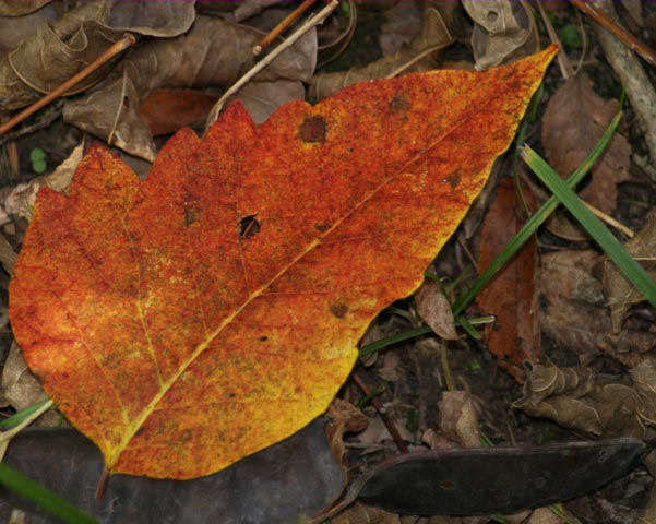 Lone Leaf by Angie Dixon